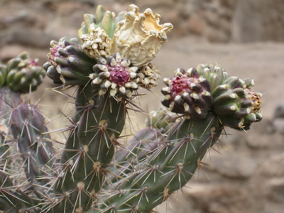 cactus in bloom